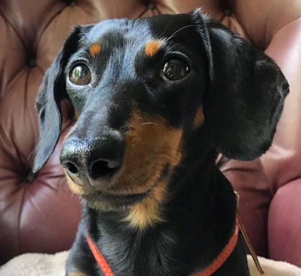 Pin On Dachshunds