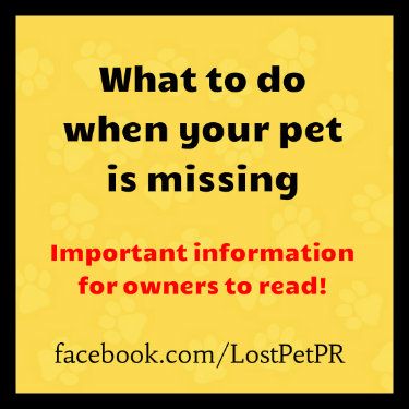 98 best Missing Pet Tips images on Pinterest Lost pets, Your pet - lost pet flyer maker 98 best Missing Pet Tips images on Pinterest Lost pets, Your pet - lost pet flyer maker
