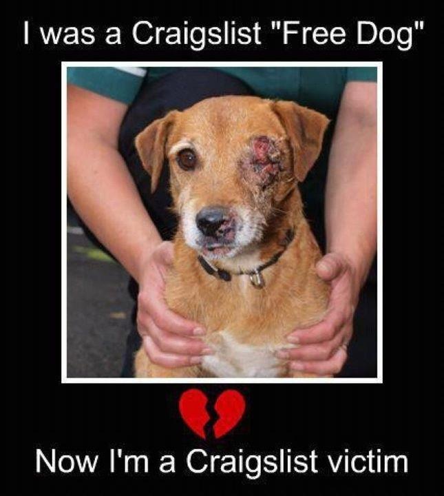 How To Put A Dog Up For Adoption On Craigslist How To Put A Dog Up For Adoption On Craigslist