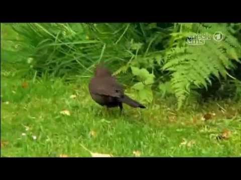Die Sendung Mit Der Maus Amseln Sachgeschichten Sendung Mit