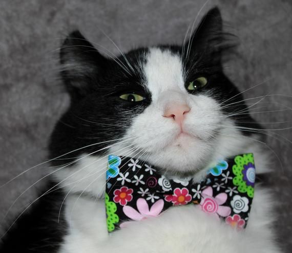 Boys Leopard Print Clip On Cotton Bow Tie Bowtie amy2004marie