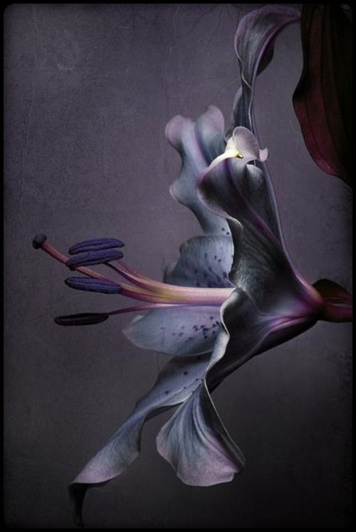 358 best black flowers images on Pinterest | Black flowers, Black ... 358 best black flowers images on Pinterest | Black flowers, Black ...