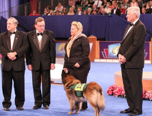 belgian sheepdog westminster dog show 110 best belgian tervuren images on pinterest belgian shepherd belgian sheepdog westminster dog show 110 best belgian tervuren images on pinterest belgian shepherd