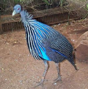 7 best guineas images on pinterest guinea fowl chicken guinea fowl color chart