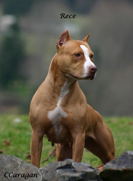 american pitbull terrier game bred bloodlines 175 best puppy love images on pinterest pitbull terrier american pitbull terrier game bred bloodlines 175 best puppy love images on pinterest pitbull terrier