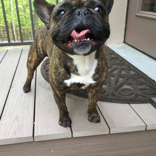 Is This Your Dog Maple Grove French Bulldog Unknown Date Found