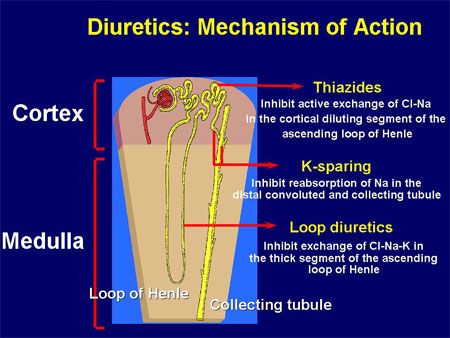 furosemide mechanism - Google Search | Step 2 Maloooooo furosemide mechanism - Google Search | Step 2 Maloooooo