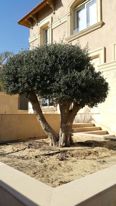 trim olive trees to encourage growth
