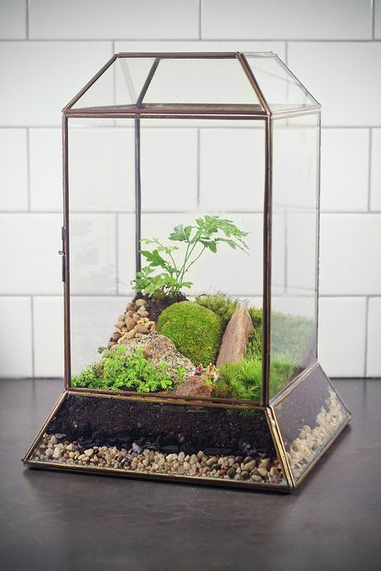 Best 20+ Large Terrarium Ideas On Pinterest Water Terrarium Large Leaded Glass Terrarium - a really unique shape, it was fun to plant. - Best 20+ Large Terrarium Ideas On Pinterest Water Terrarium