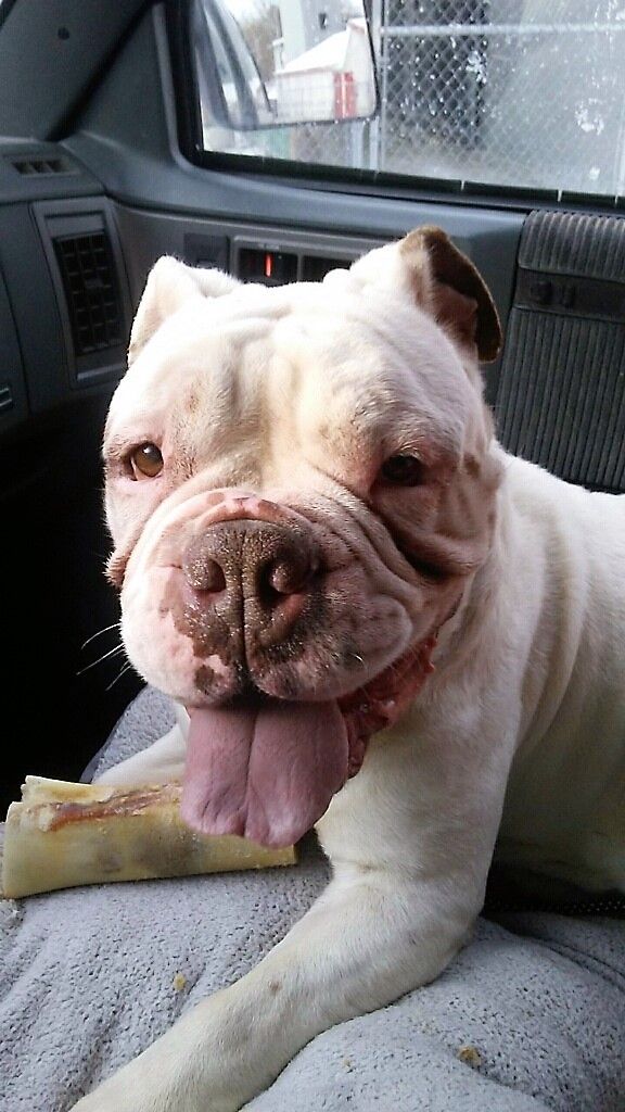 Adopt Meatball On Second Chance Dog Rescue Second Chance Dogs