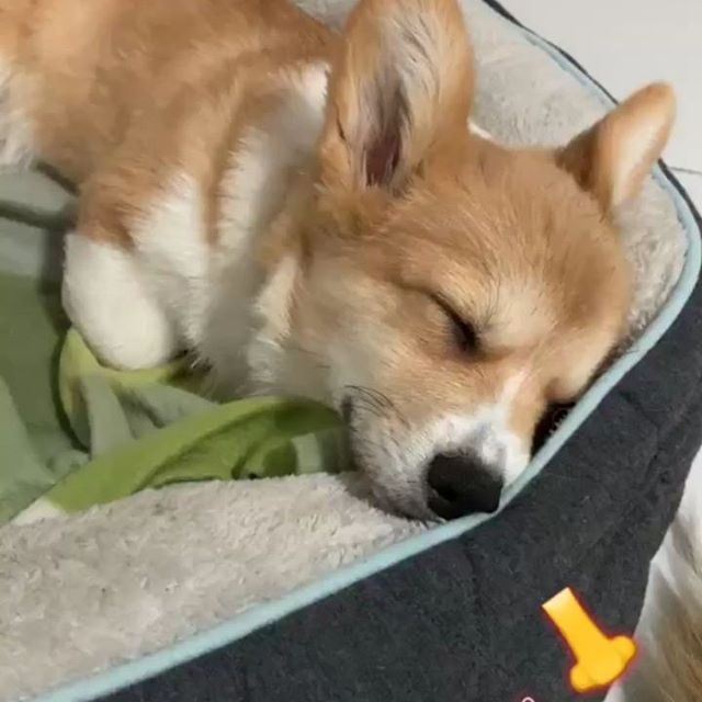 Littlebabypuppydogs Corgi Pembroke Welsh Corgi Puppies