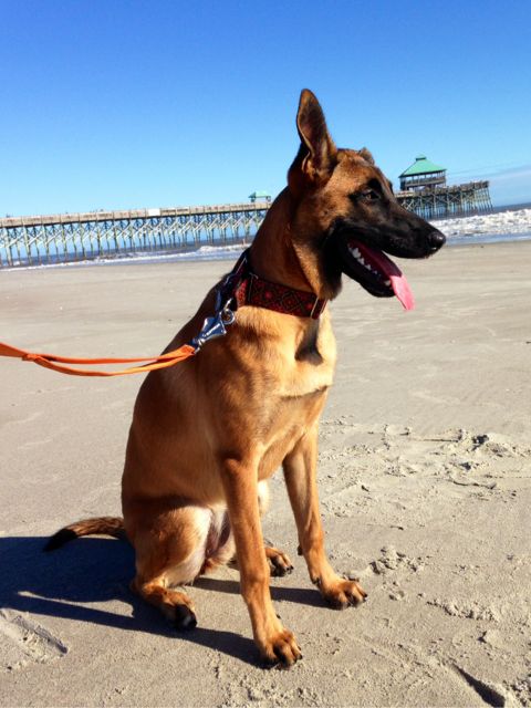 Best Dog Friendly Hotel In Charleston Sc Best Dog Friendly Hotel In Charleston Sc