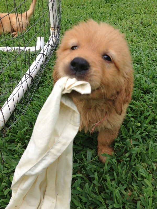 how fast can a golden retriever run 25 b 228 sta baby golden retrievers id 233 erna p 229 how fast can a golden retriever run 25 b 228 sta baby golden retrievers id 233 erna p 229