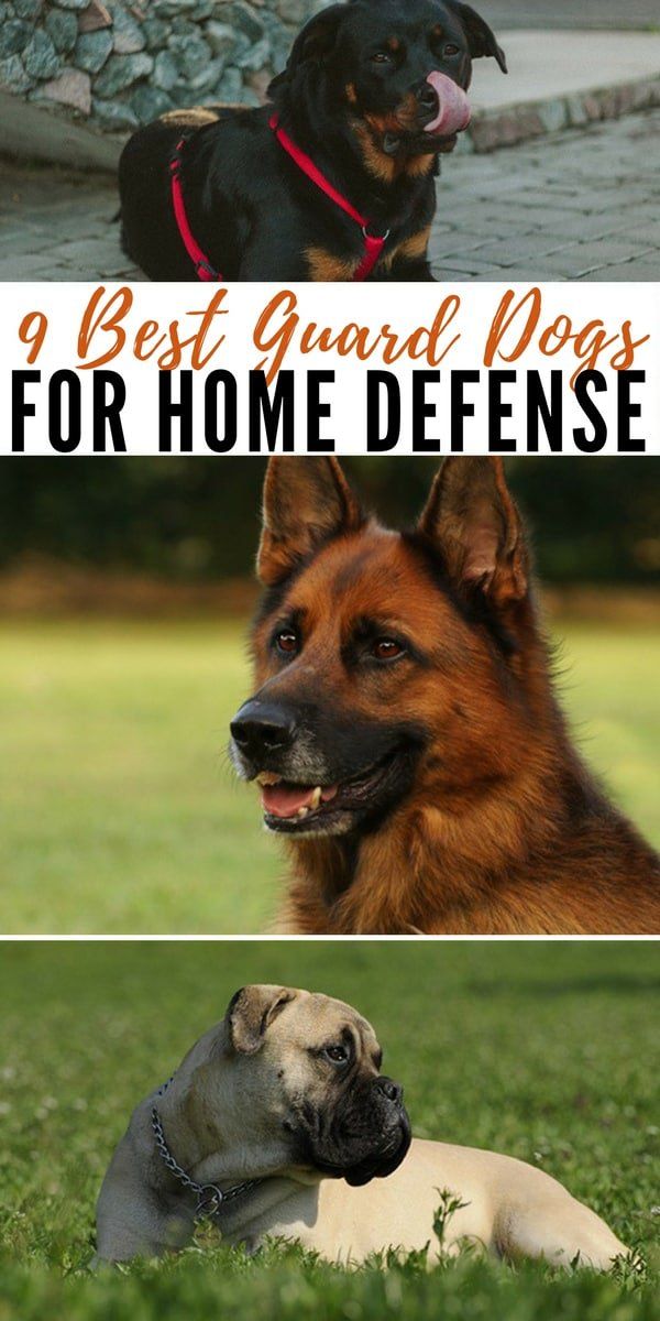 9 Best Guard Dogs For Home Defense Best Guard Dogs Best Guard