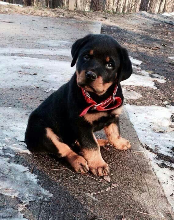 baby rottweiler for sale craigslist the 25 best rottweiler puppies ideas on puppy breeds rottweiler and baby rottweiler for sale craigslist the 25 best rottweiler puppies ideas on puppy breeds rottweiler and
