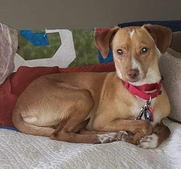Think Lost Not Stray Losing A Dog Losing A Pet Pet Hacks