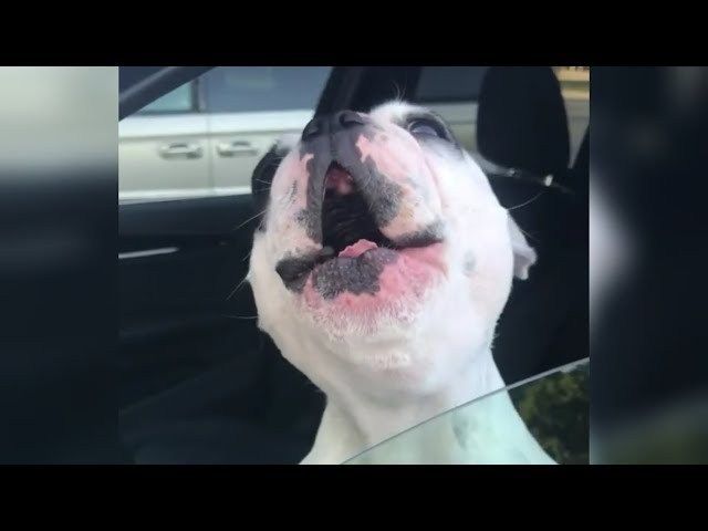 Hilarious Dog Sounds Exactly Like An Opera Singer Dog Sounds
