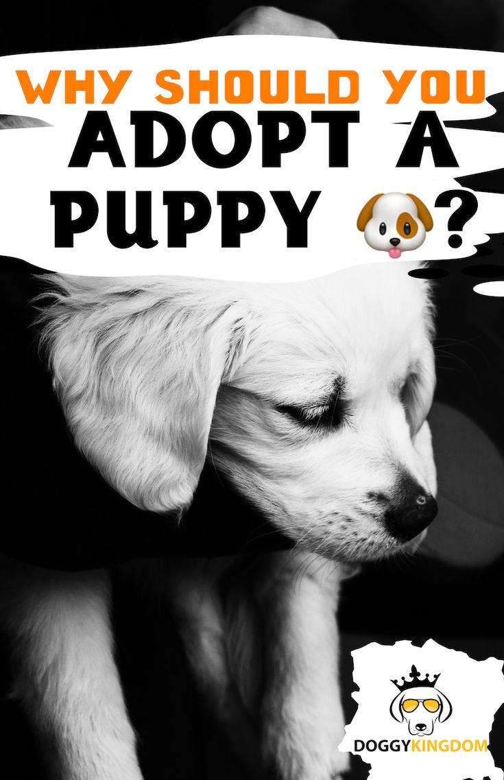 Why You Should Adopt A Puppy In 2021 Puppy Adoption Dogs And Kids Why You Should Adopt A Puppy In 2021 Puppy Adoption Dogs And Kids