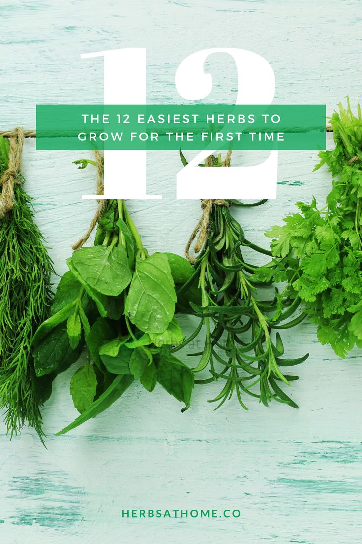 The Easiest Herbs To Grow For The First Time Easy Herbs To Grow