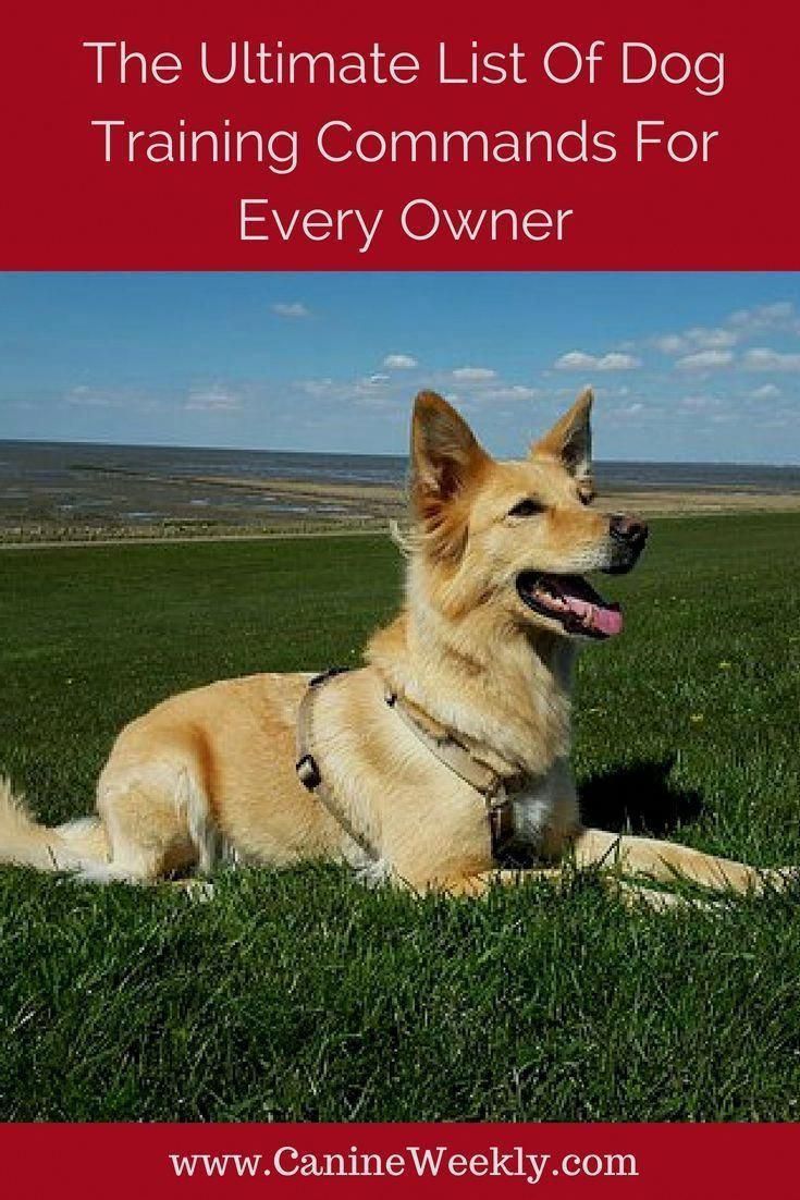 Best Dog Training Tricks Take Care Of The News Regarding Pet Food