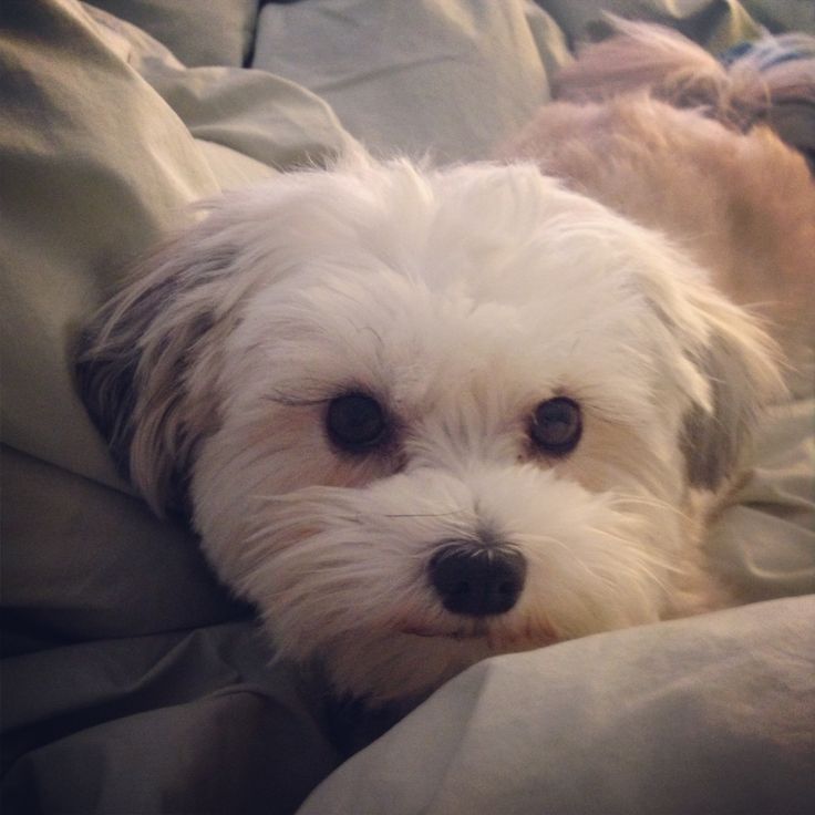best food for maltese shih tzu best 25 shih tzu maltese mix ideas on maltese best food for maltese shih tzu best 25 shih tzu maltese mix ideas on maltese