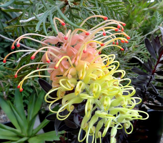 57 Best Grevilleas In Australia Images On Pinterest Grevillea Peaches And Cream