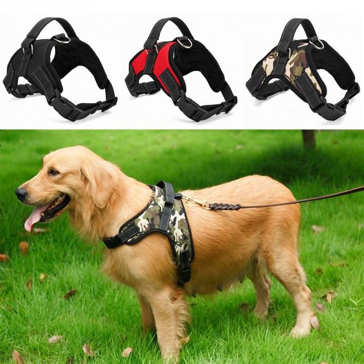 Alpha Dog Training Alpha Dog Training