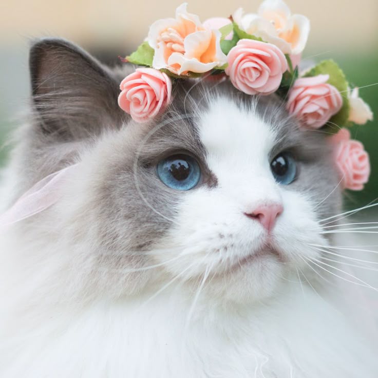 princess aurora a photogenic cat royalty animals pets