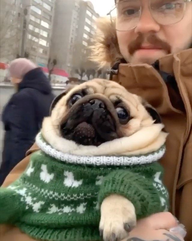 The Stylish Pug On Instagram Hey You Go Get Me Treats Quick