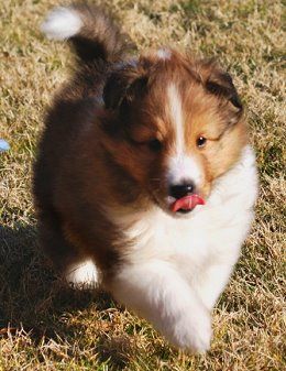 Sheltie Puppies Virginia Beach Sheltie Puppies Virginia Beach
