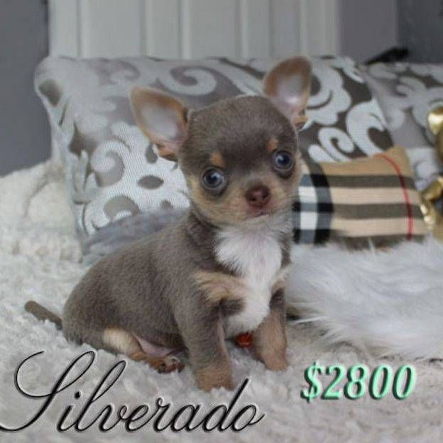 Meet Our Beautiful Chihuahuas Las Vegas We Are Small Hobby