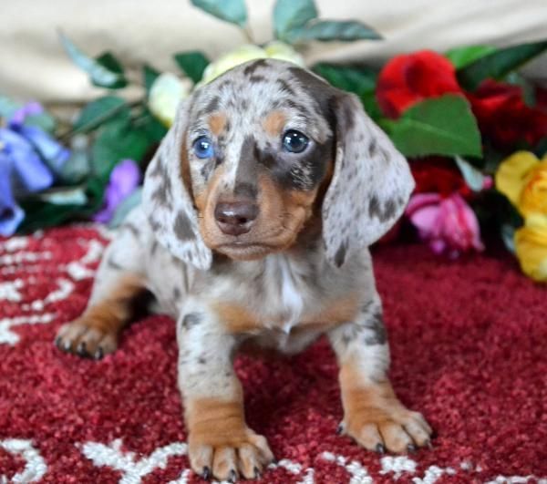 Mini Dachshund Puppies For Sale Black Tan Doxie Breeder Short Hair