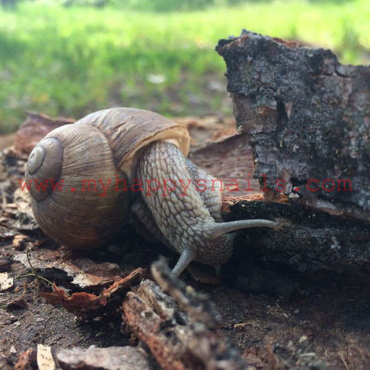Helix pomatia brown garden snail Pet snails, Snail, Buy pets