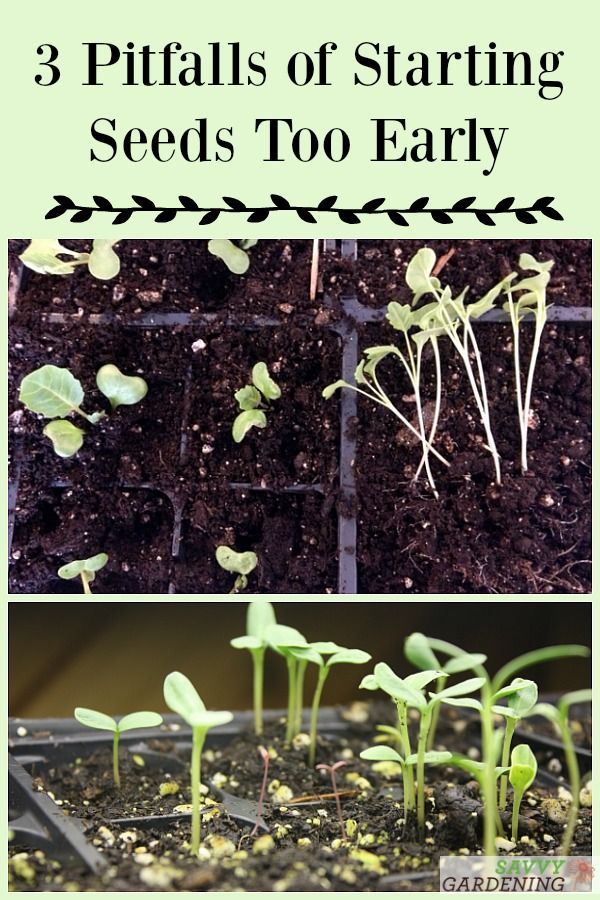 3 Pitfalls Of Starting Your Seeds Too Early Seed Indoors Vegetable Garden Tips Seed Starting Seeds Indoors