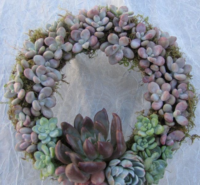 89 best garten diy images on Pinterest Succulents, Gardening and - mein garten rtl 89 best garten diy images on Pinterest Succulents, Gardening and - mein garten rtl
