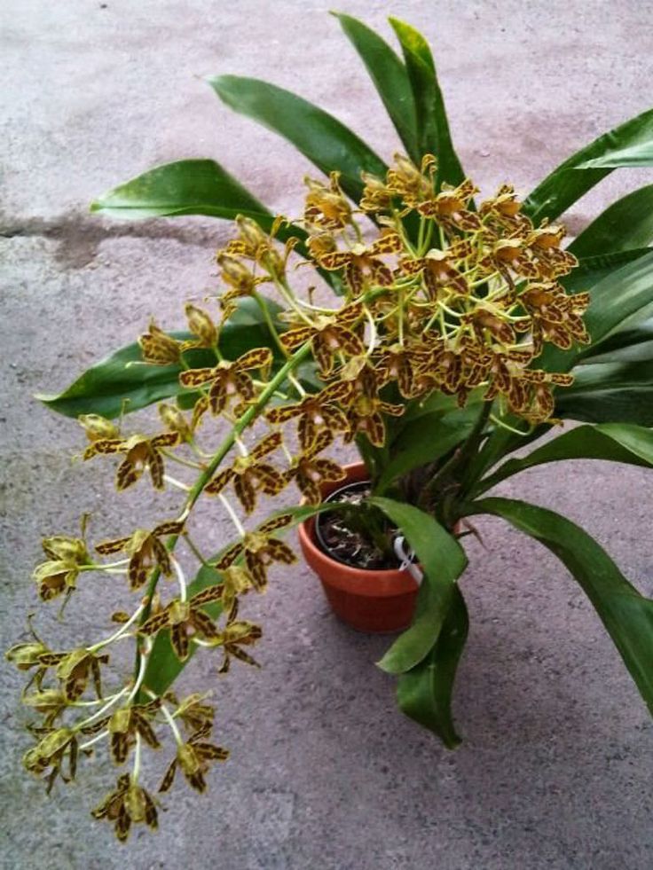 Two unusual species OPS08 Blooming Size Epi coronatum x scriptum Orchid Plant Two unusual species OPS08 Blooming Size Epi coronatum x scriptum Orchid Plant