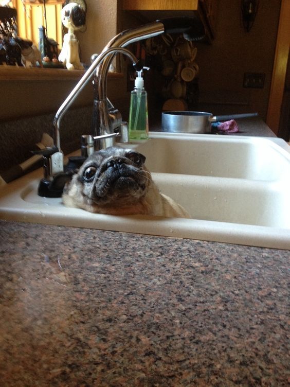 Gold Souls Gray Faces 7 Tips For Giving Your Senior Dog A Bath