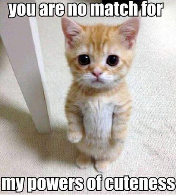 24 Cats That Are So Single Right Now 24 Cats That Are So Single Right Now