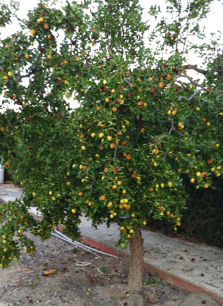Amazon.com: Jujube Leaves