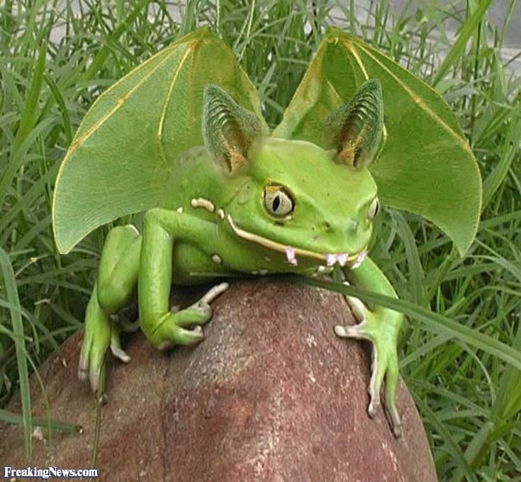 Best Hybrid Images On Pinterest Funny Animals Hilarious Animals
