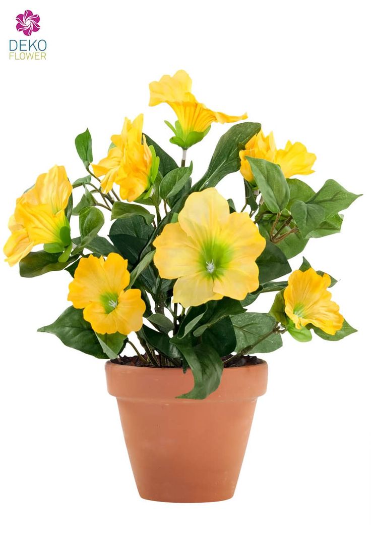 Die besten 25+ Petunien Ideen auf Pinterest Petunie blume - lila blumen bestimmen Die besten 25+ Petunien Ideen auf Pinterest Petunie blume - lila blumen bestimmen