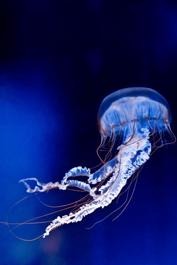 Unterwasser Tiere Unterwasser Tiere