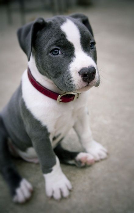 Cute Grey And White Pitbull Puppy Puppies Puppy Sitting Pitbull Puppies