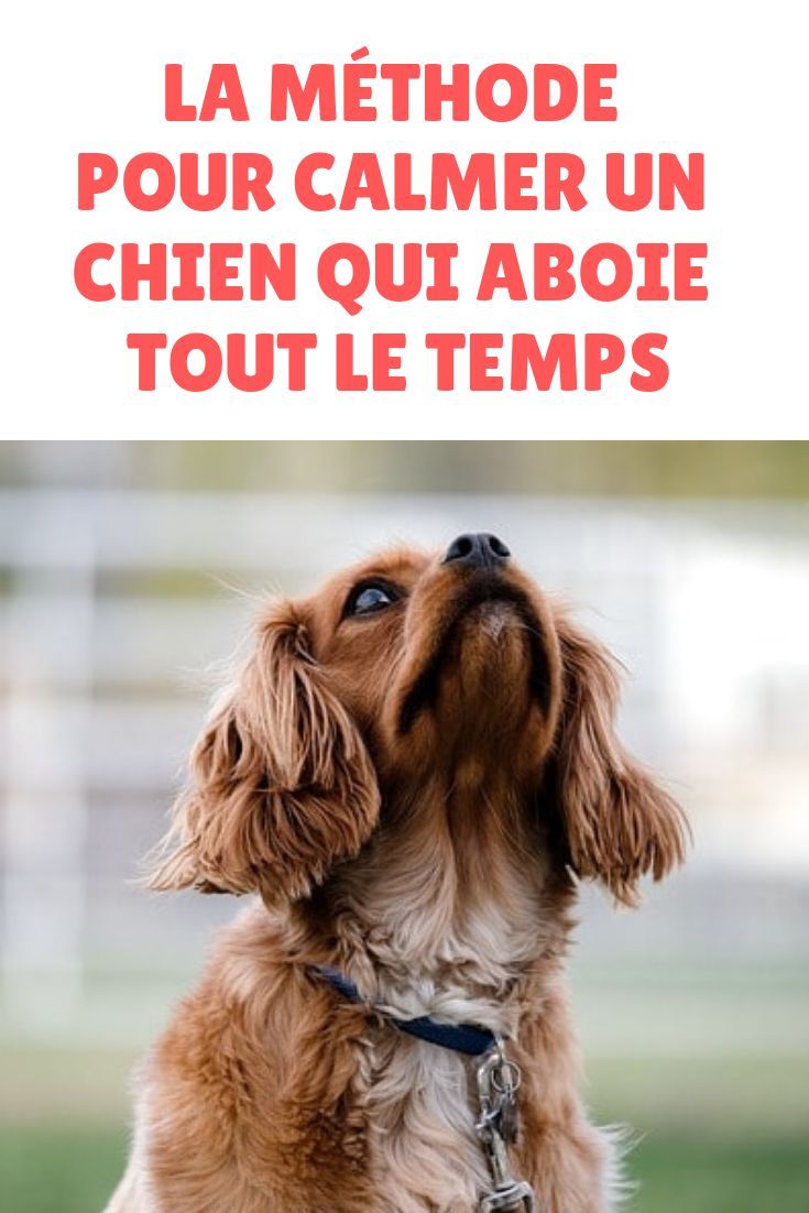 Comment Faire Pour Que Mon Chien Arrête D Aboyer 30 35 Cute Comment Faire Pour Que Son Chien Arrete D'aboyer Image 8K fr