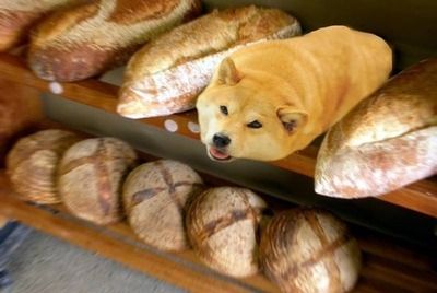 Doge loaf | Food, Do not eat, Doge