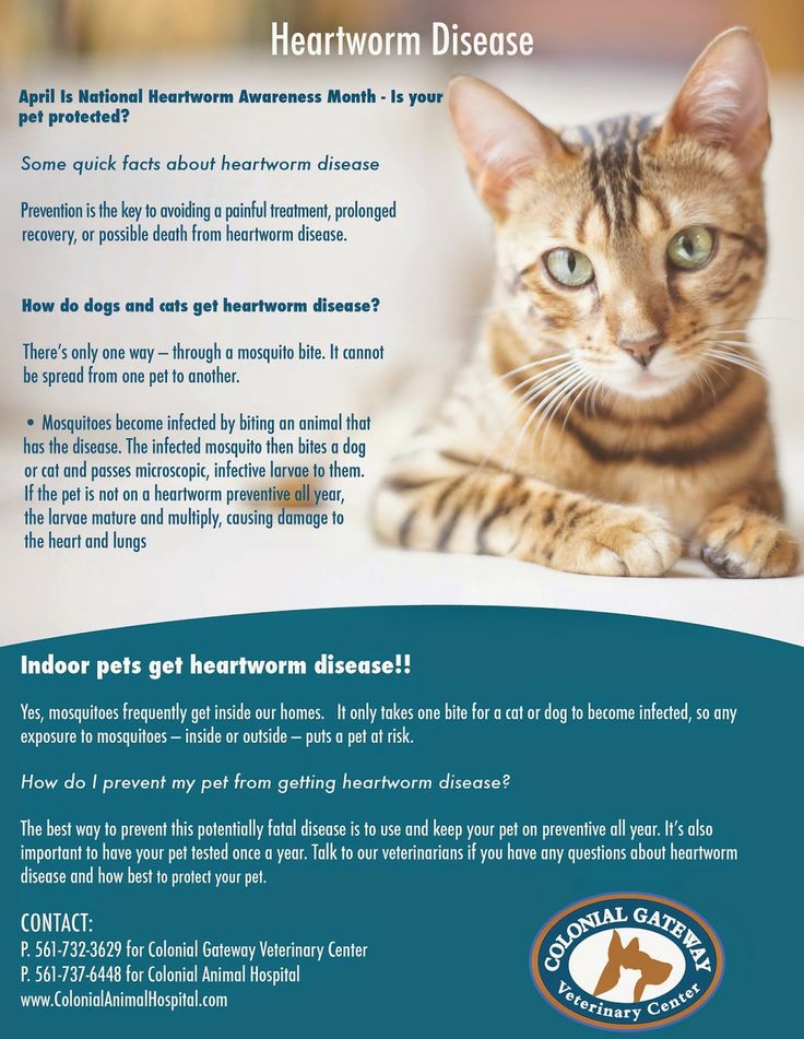Animal Hospitals Boynton Beach Florida Animal Hospitals Boynton Beach Florida