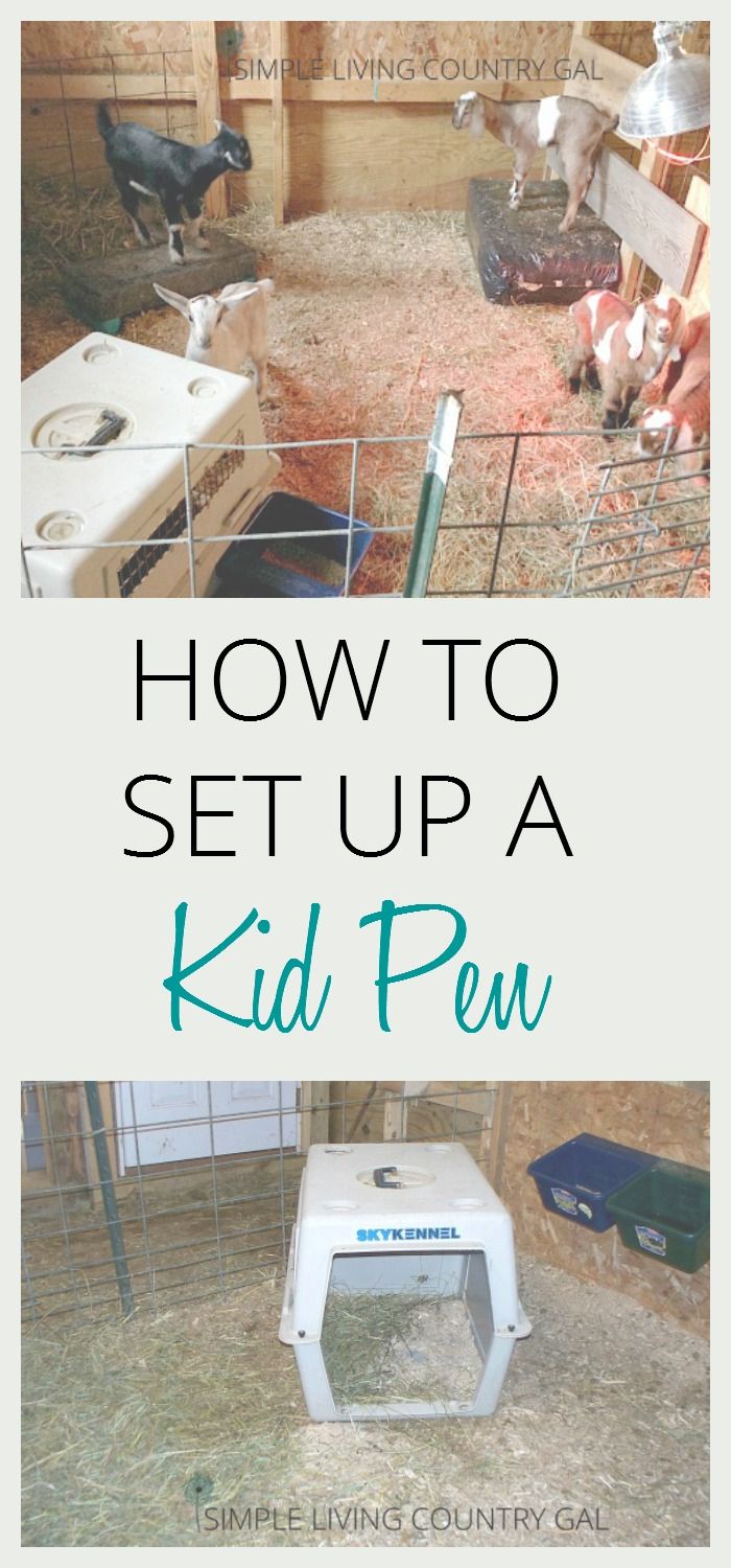 How To Set Up A DIY Goat Kid Pen On Your Homestead Pygmy Goat Goat how-to-set-up-a-diy-goat-kid-pen-on-your-homestead-pygmy-goat-goat
