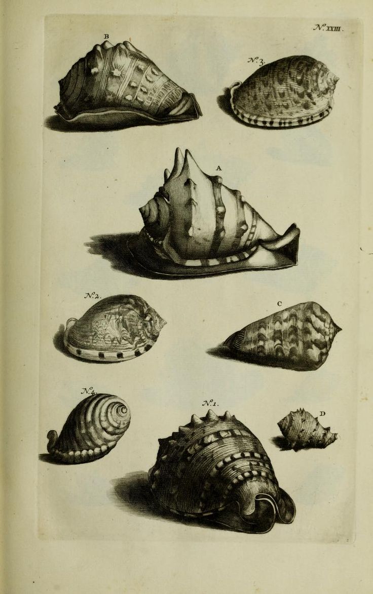 A Natural History Of Shells A Natural History Of Shells