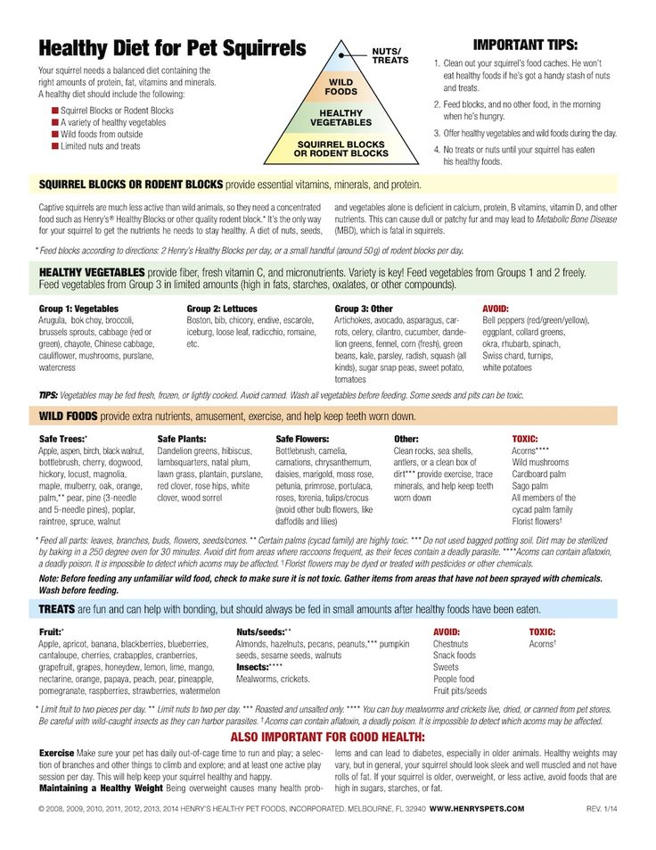 Tokay Gecko Food List Tokay Gecko Food List