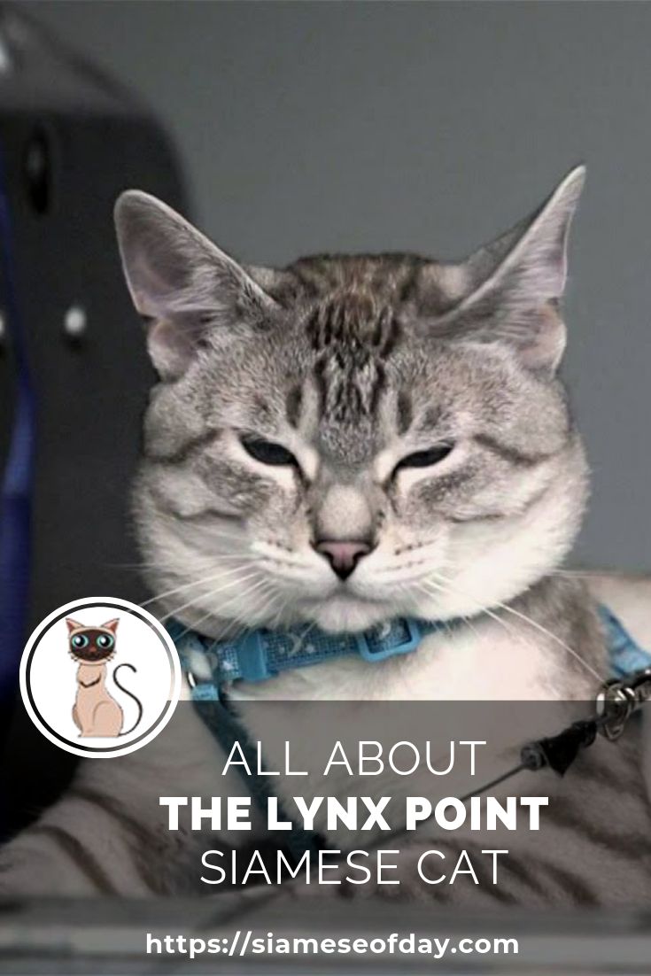 lynx point siamese kittens for sale near me